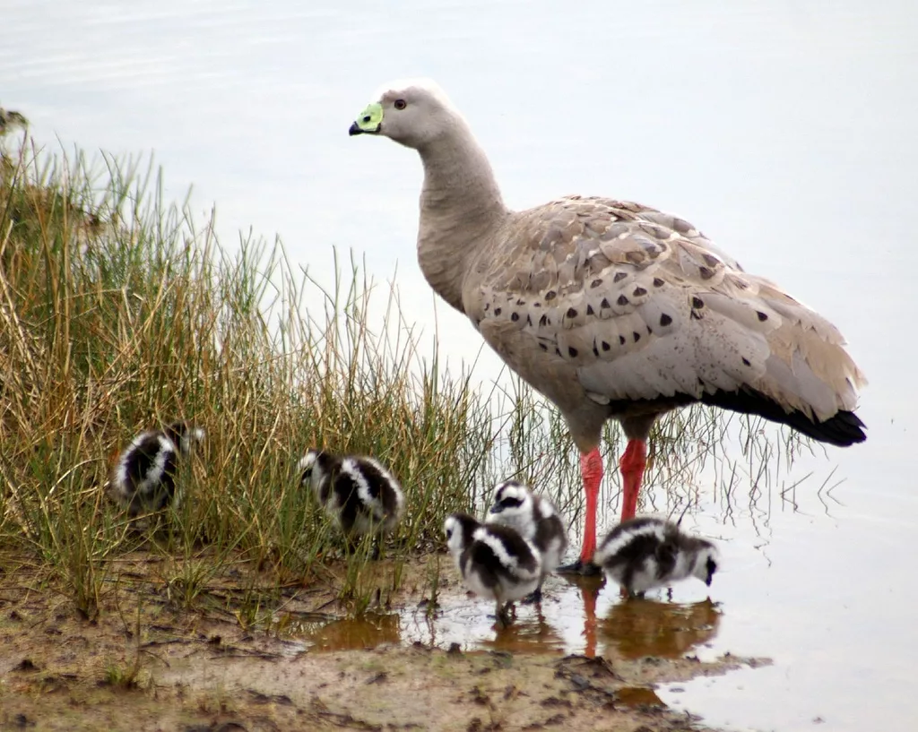 Кура гуси. Cereopsis novaehollandiae. Cereopsis гуси. Куриный Гусь Австралия. Cape barren Goose.