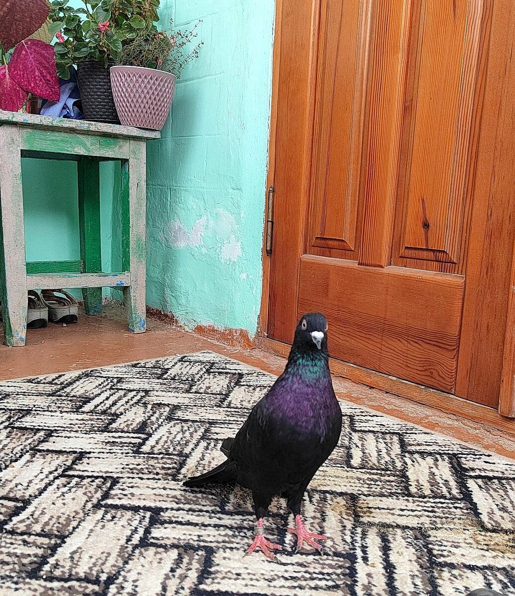 Знакомьтесь. Голубь Ваня. 