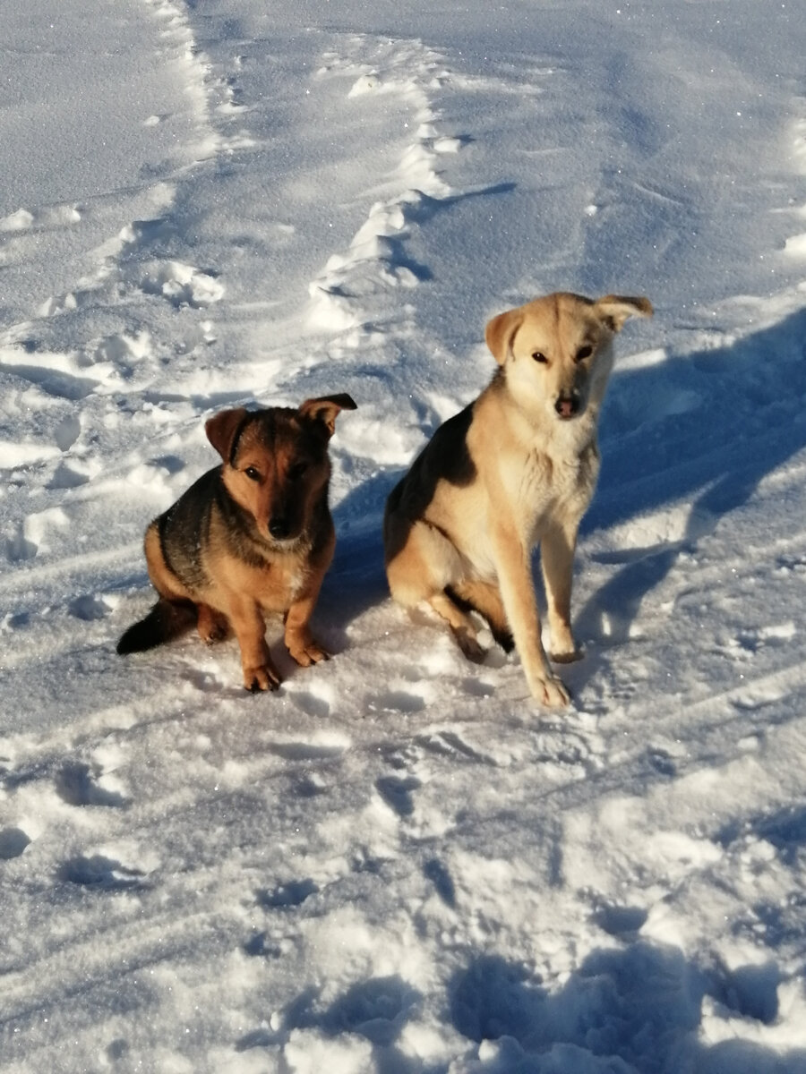 Белка и Стрелка