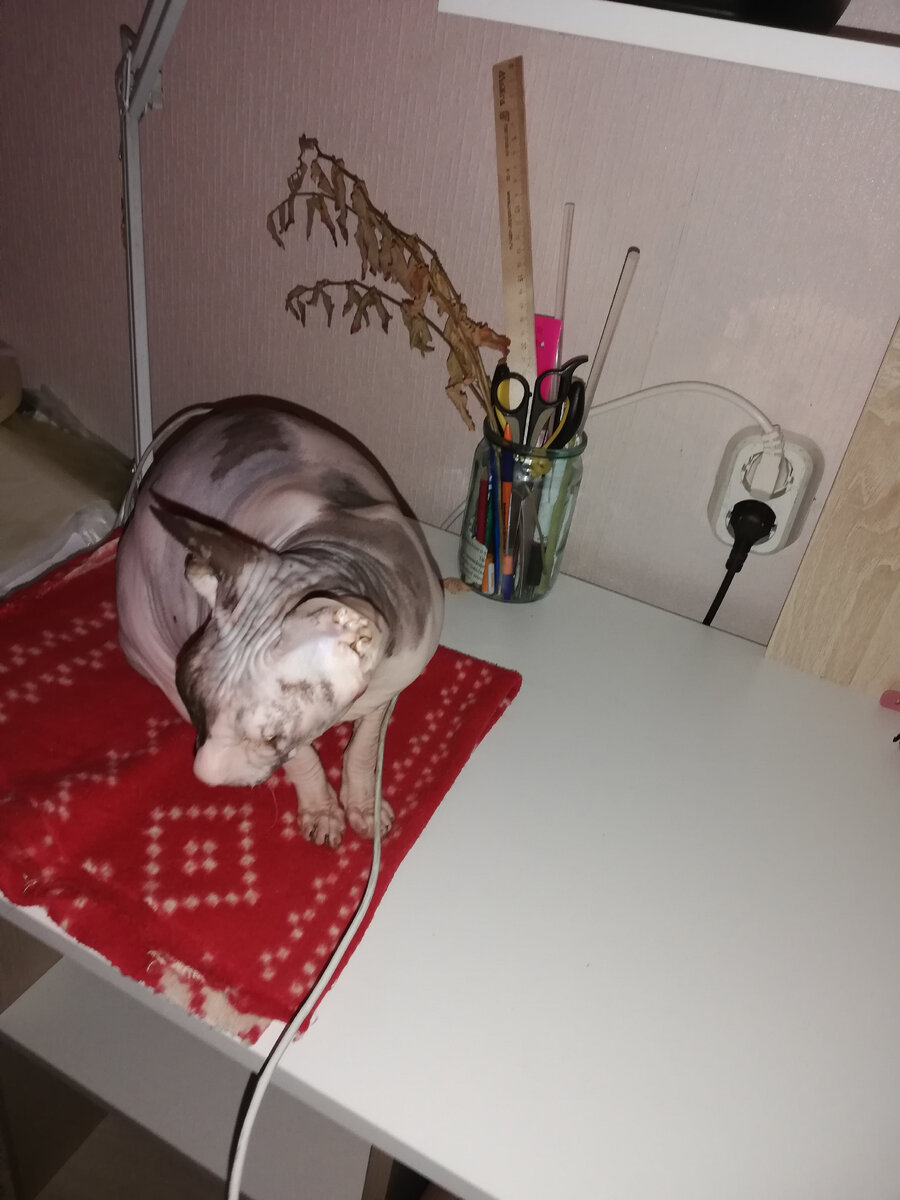 без инспектор ни куда