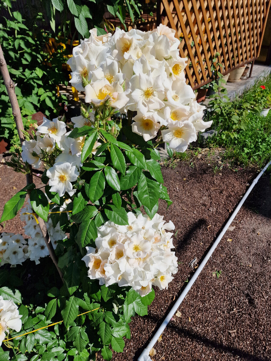 Согласитесь - взгляд не отвести! Какая красота! (фото из личного архива).