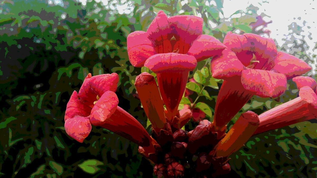 Сказочные цветы. Фотография из личного архива автора