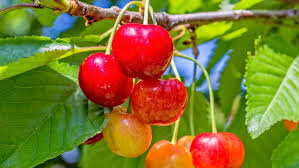 Фото из сети