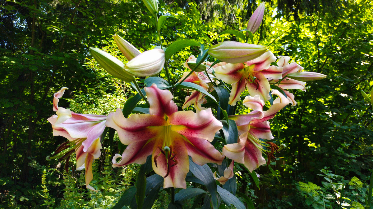 Роскошная, ароматная, мощная Олимпик Торч