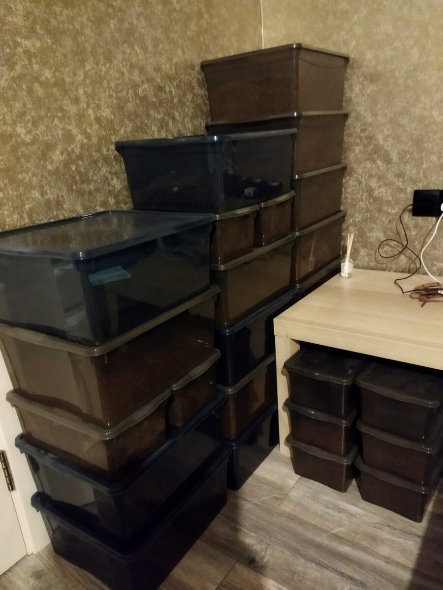 Мои основные запасы. Уже почти есть место в шкафу, для них. Специально спроектировано, под компактное размещение контейнеров именно этих размеров