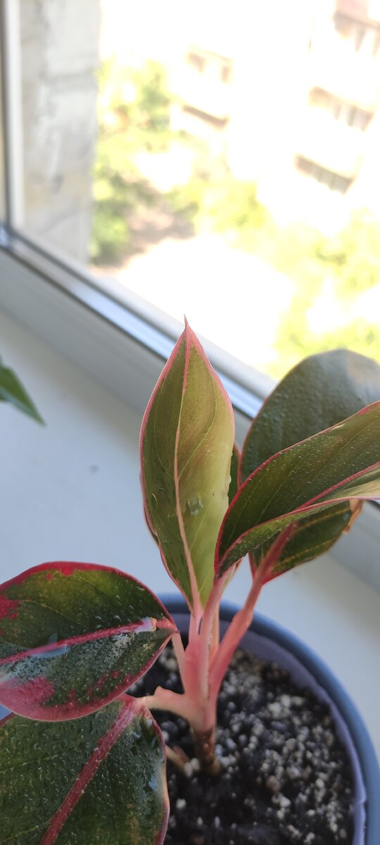 Вот такая красота. Она миленькая, но на этом фото немного видно дефект, из-за которого она долго простояла никому не нужная. 