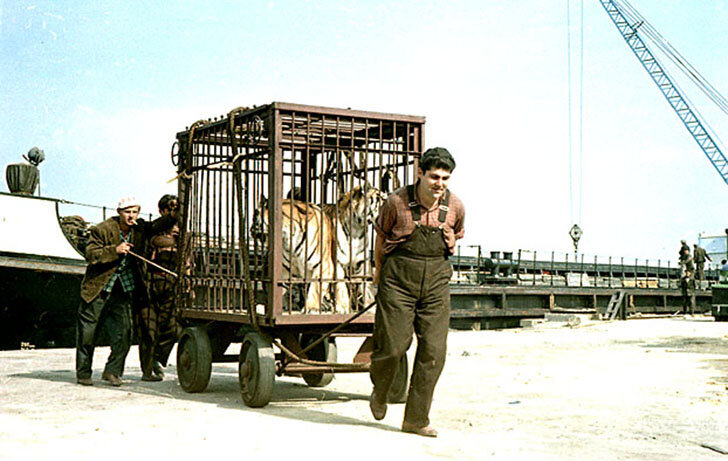 Съемки фильма "Полосатый рейс"   