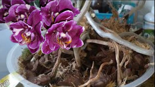 Моя жизнь и мой мирок орхидей. Ашан орхидеи. Моя жизнь и мой мирок орхидей. Классика орхидейного жанра. Моя жизнь мой мирок орхидей.