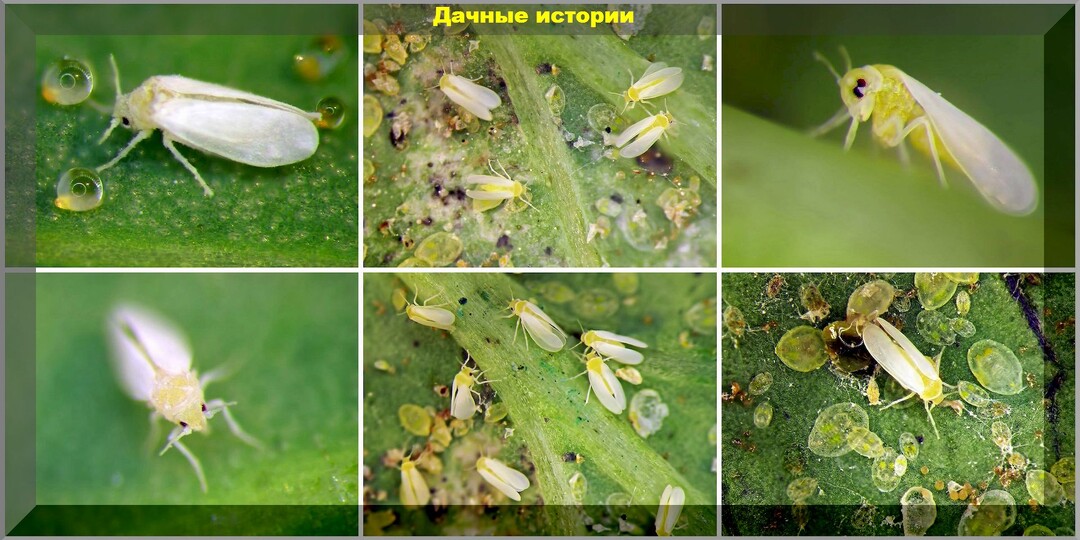 Белокрылка в теплице и открытом грунте: способы избавления от белокрылки на участке