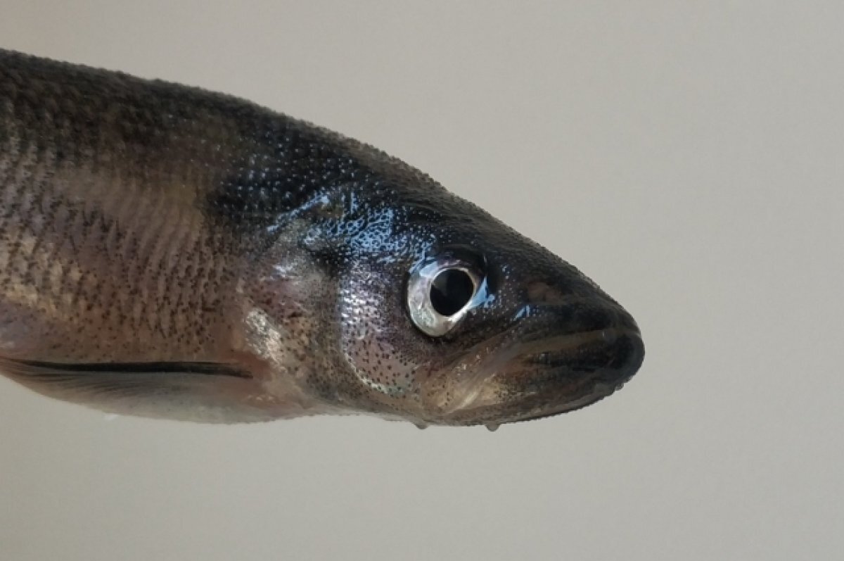    Жители алтайского села рассказали о массовой гибели рыбы