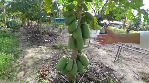 Папайа / Papaya dei Caraibi (1978) _ _ _