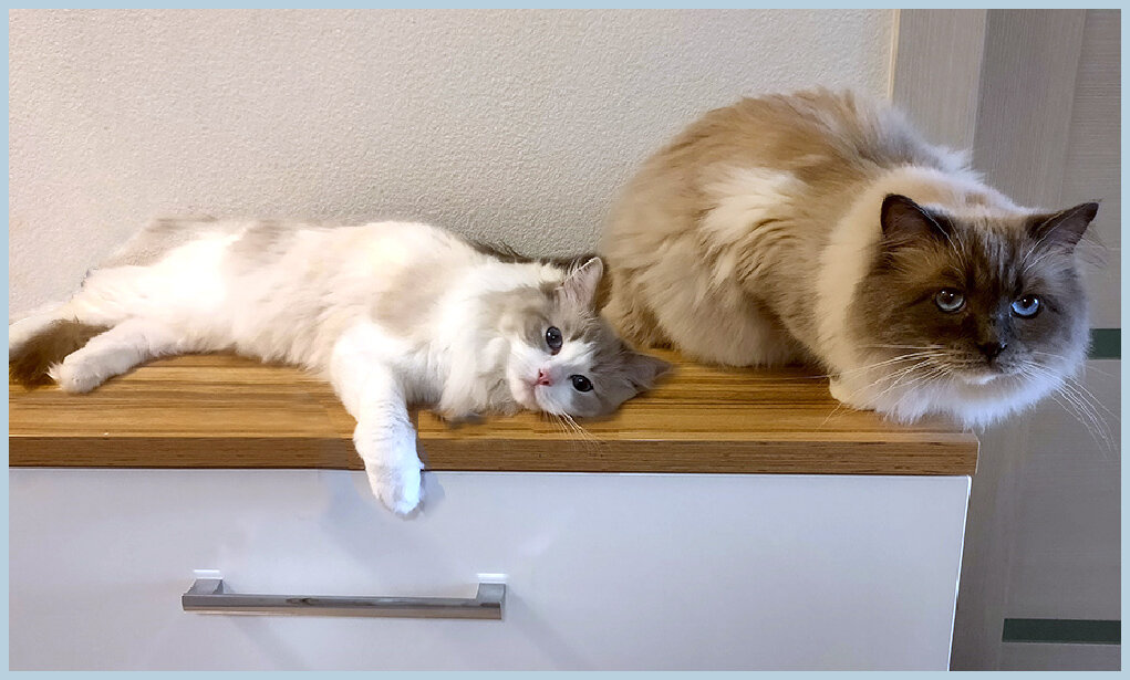 Теплая встреча после разлуки.