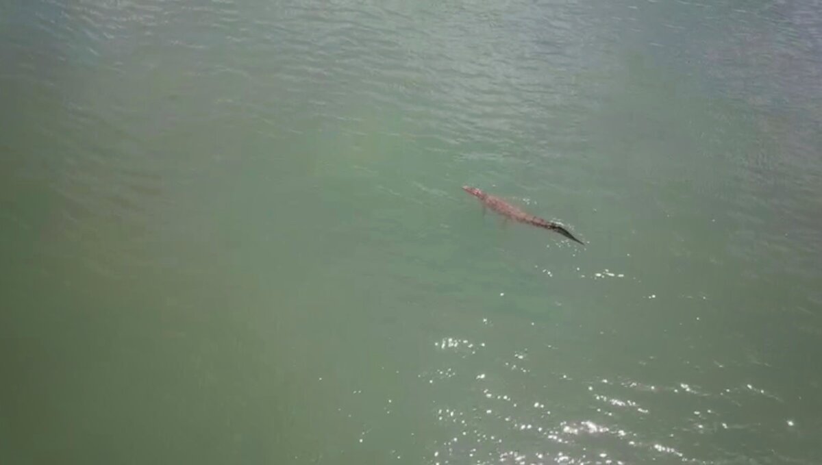 Кадр из видео