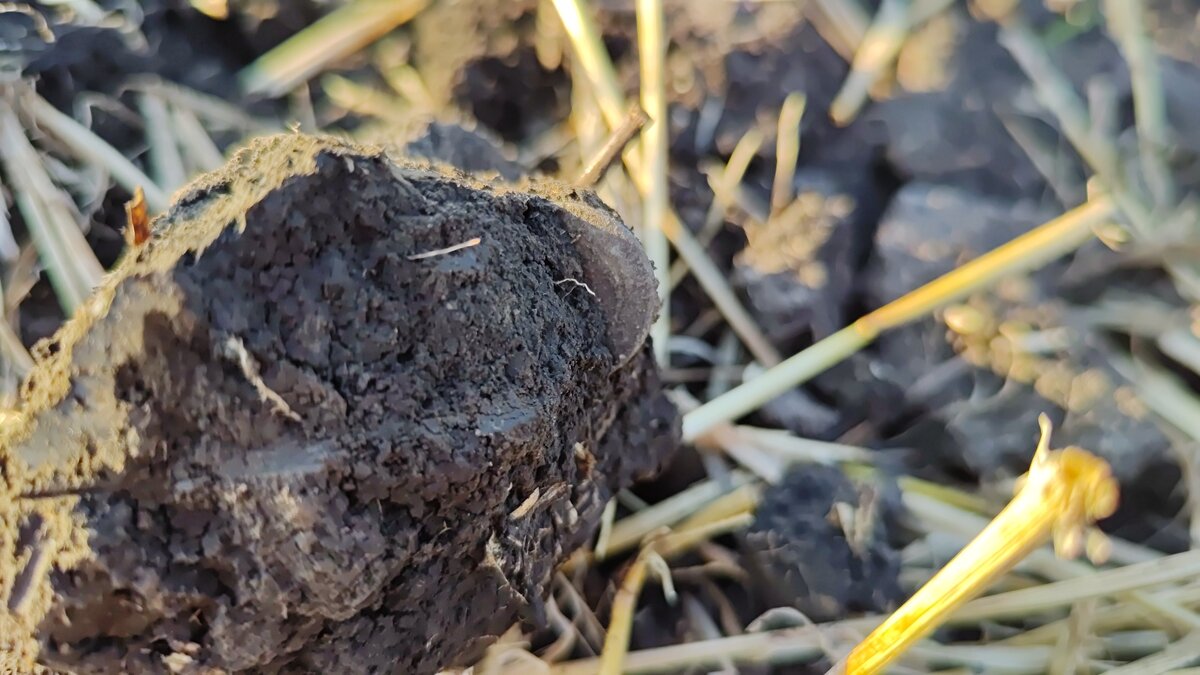 Иногда думаю о том, сколько будет людей держало в руках эту монету, кто был её последний владелец и как она оказалась в земле...