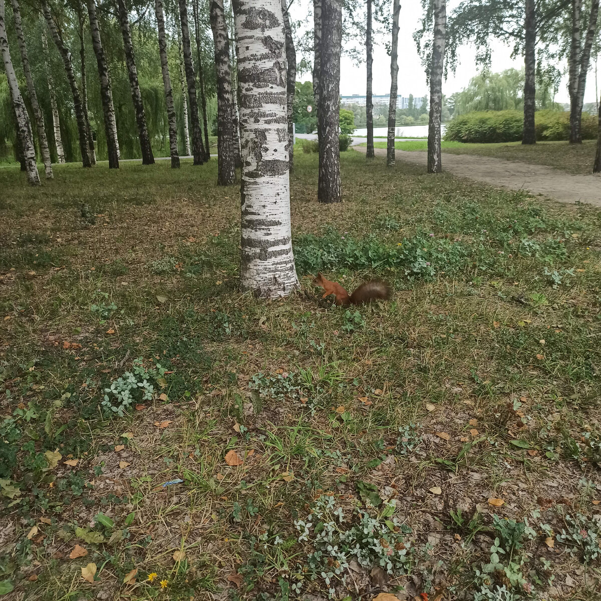 Белка --очень красивая и так хочется её погладить