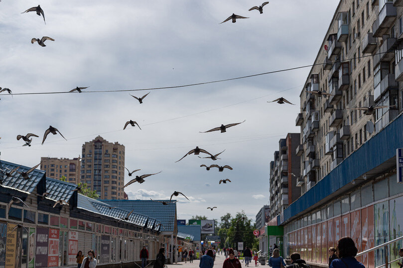     По народном поверью, если птицы начинали кричать и летать вокруг дома, то это считалось знаком беды
