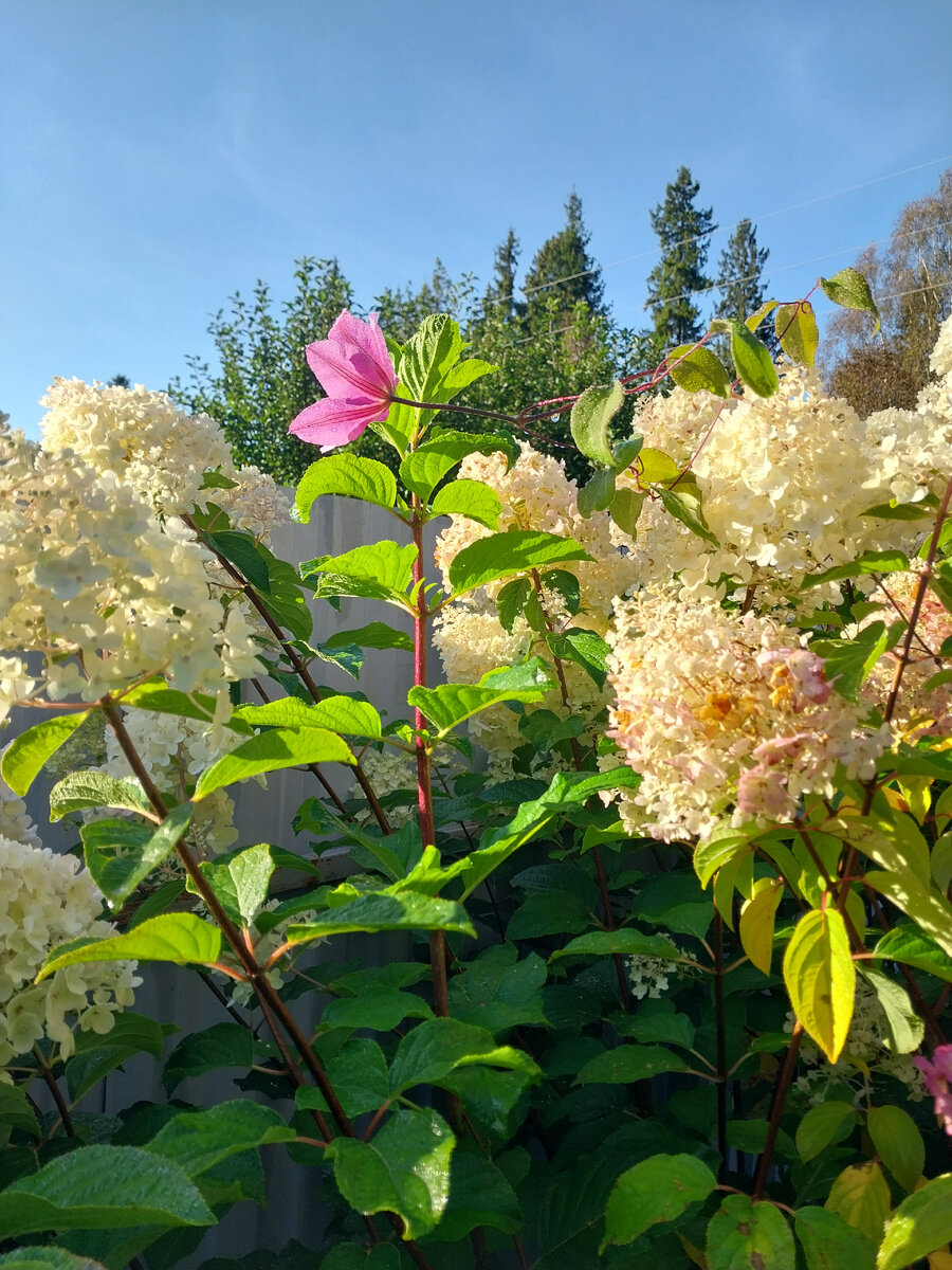 В моем саду. Осень 2023.