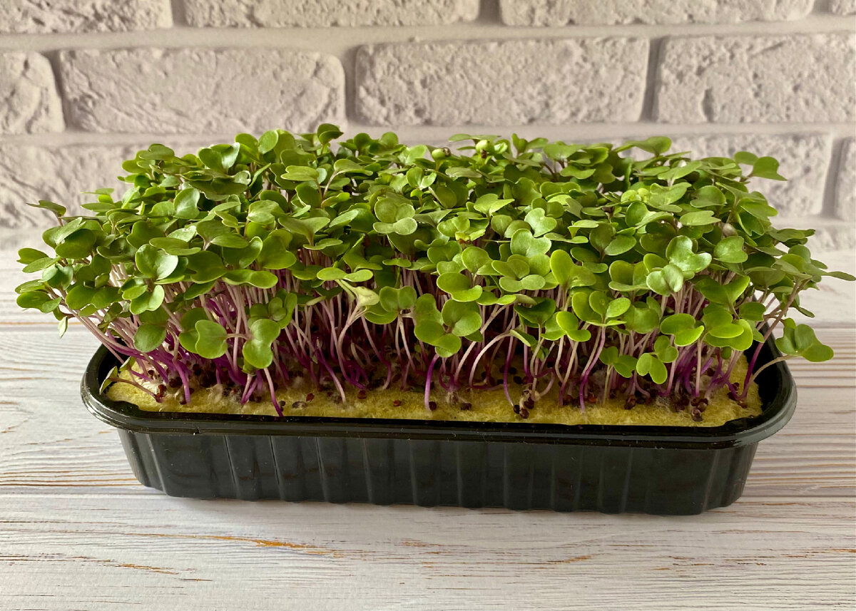 Здесь выросла микрозелень капусты кольраби.