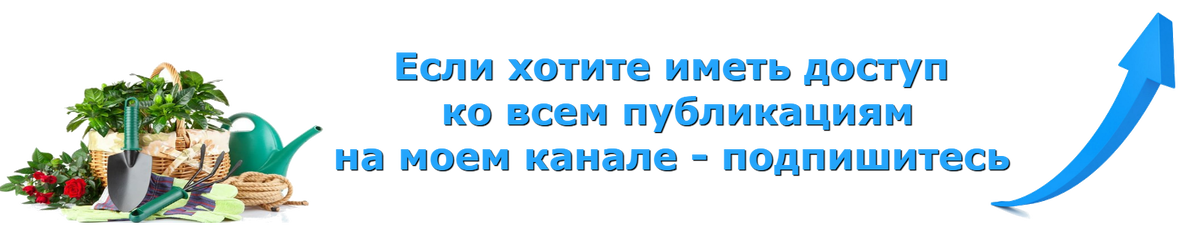 Бытует мнение, что ухаживать за клубникой - одно мучение. До прошлого года и у меня так было. Какие только средства и методы выращивания я не применяла - все без толку... То долгоносик, то серая гниль, то ржавчина и прочее, прочее... Уже было отчаялась я вырастить клубничку и пошла я к Анатолию Ивановичу ( о советах от этого удивительного человека я вам рассказывала в предыдущих статьях, которые опубликованы на моем канале). И вот Анатолий Иванович поделился со мной простым методом, как он ухаживает за клубникой и добивается самых больших урожаев в нашем садоводстве.
 