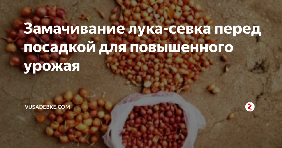 Как замочить лук в марганцовке. Севок перед посадкой надо замачивать. Лук перед посадкой надо замачивать. Лук севок надо замачивать перед посадкой. Лук севок замоченный.