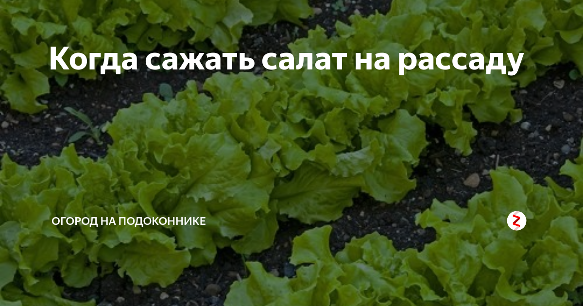 Рассада салата. Выращивают ли салат рассадой. Салат через рассаду. Салат листовой в горшочке. Выращивают ли салат рассадой.