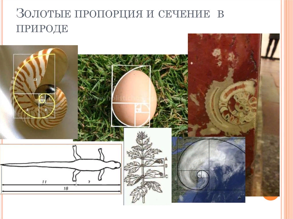 Золотое свечение. Адольф цейзинг золотое сечение. Золотая спираль спираль фибоначчи. Золотое сечение божественная пропорция. Спираль фибоначчи золотое сечение цветок.