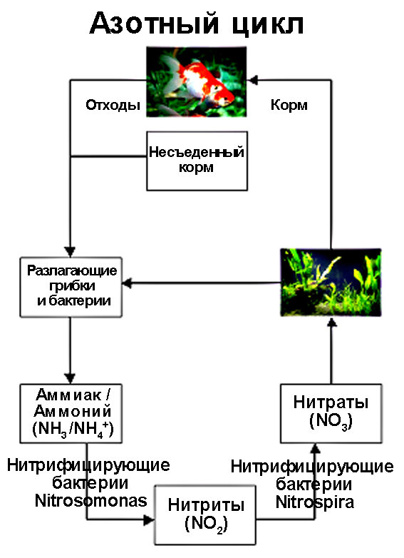 Высокие нитраты и нитриты в аквариуме (Аквариум для новичка)