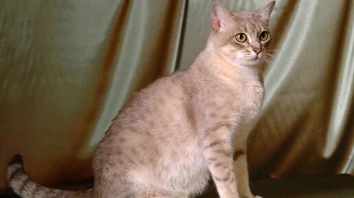 Симптомы и причины сухого носа