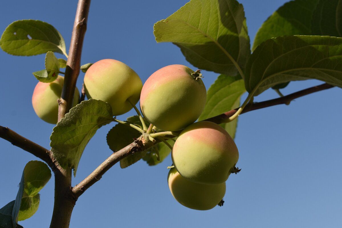 Малыченковское яблоня дерево