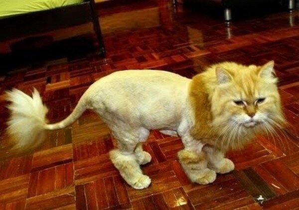 Подстричь кота в ногинске