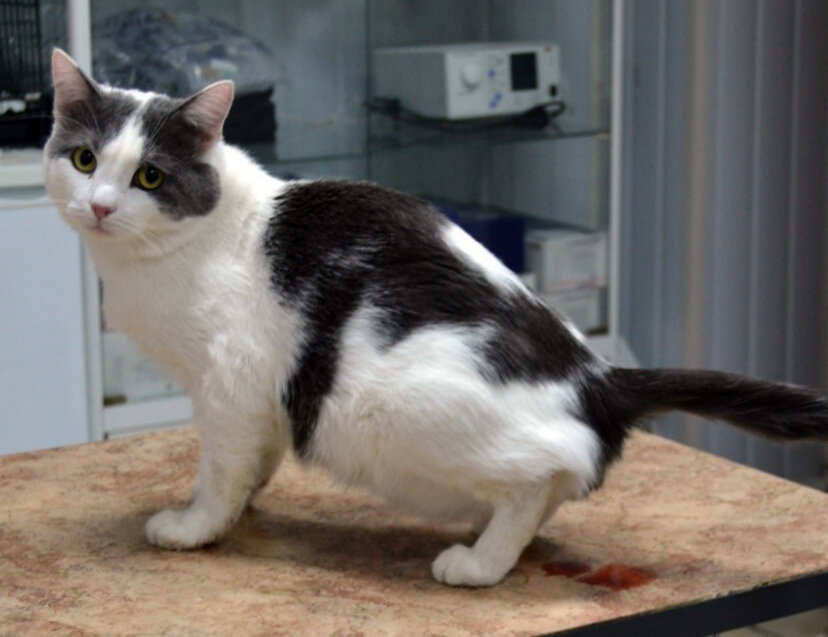 Лечение идиопатического цистита кошек - ветеринарная клиника Три кота