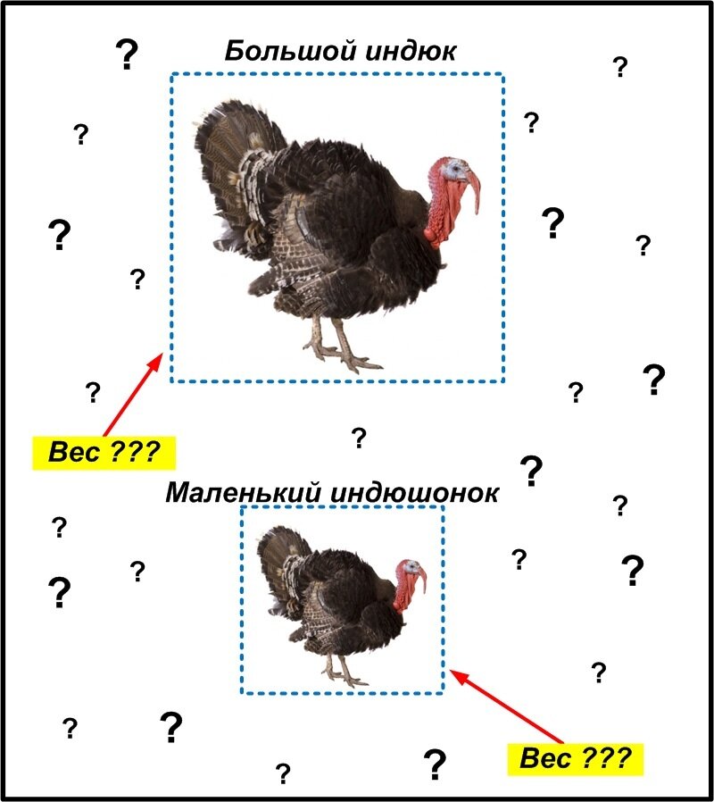 Как отличить индюшат по полу