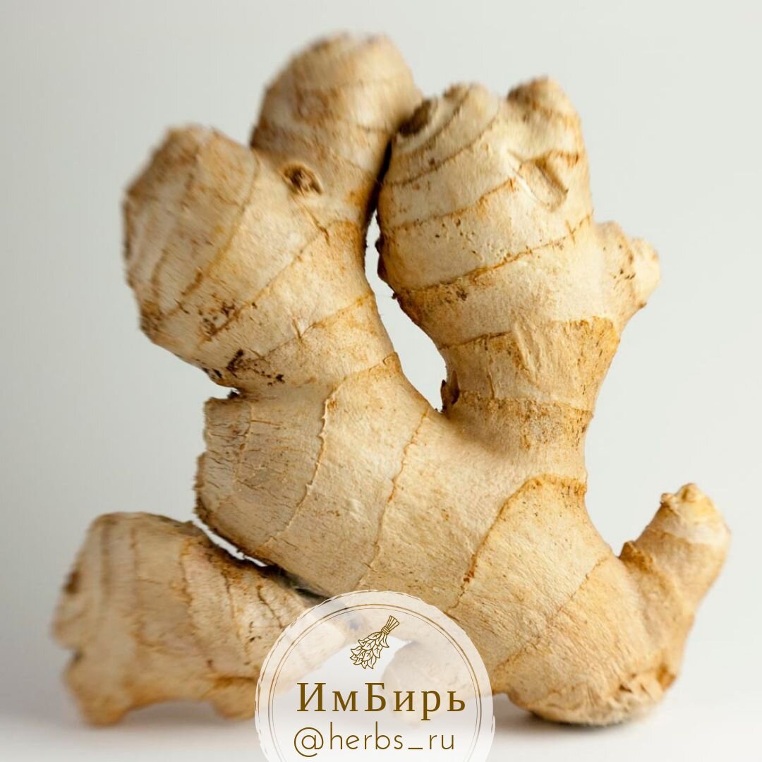 Ginger's. Джинджер имбирь. Имбирь галангал куркума. Корень имбиря. Имбирь корневище.