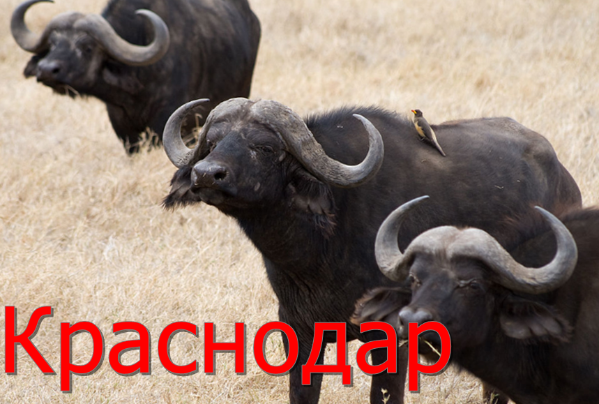 фото: из википедии. Разрешено.