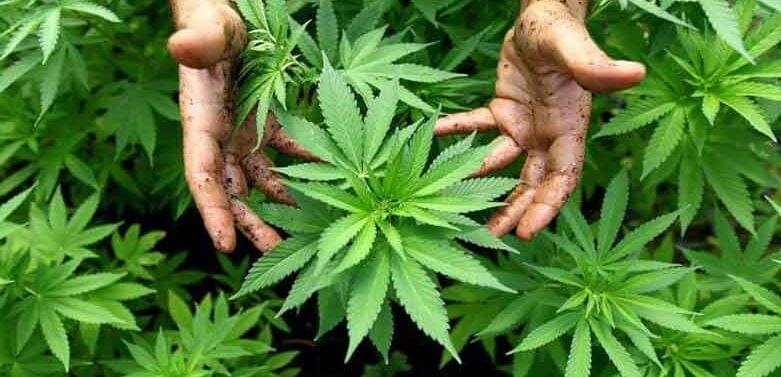 Все плюсы и минусы марихуаны для чего применяется семена конопли