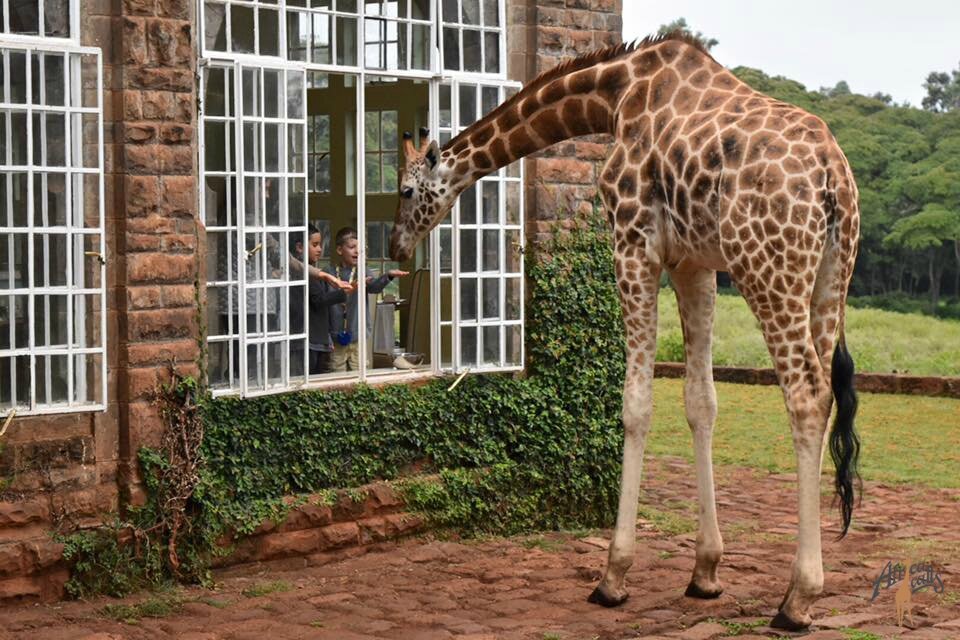 Отель жираф манор в кении. Жираф манор. Giraffe manor (усадьба жирафов), кения. Бутик-отель giraffe manor в кении. Жираф манор.