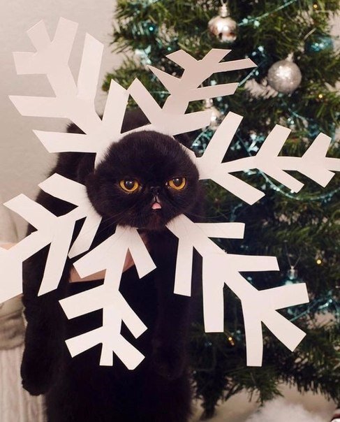 Добро пожаловать в один из самых популярным миров интернета, а именно кошачий. Основную массу информацию об этих комках шерсти мы знаем почти с самого детства, но что же мы можем увидеть удивительного с ними в этой статье?  