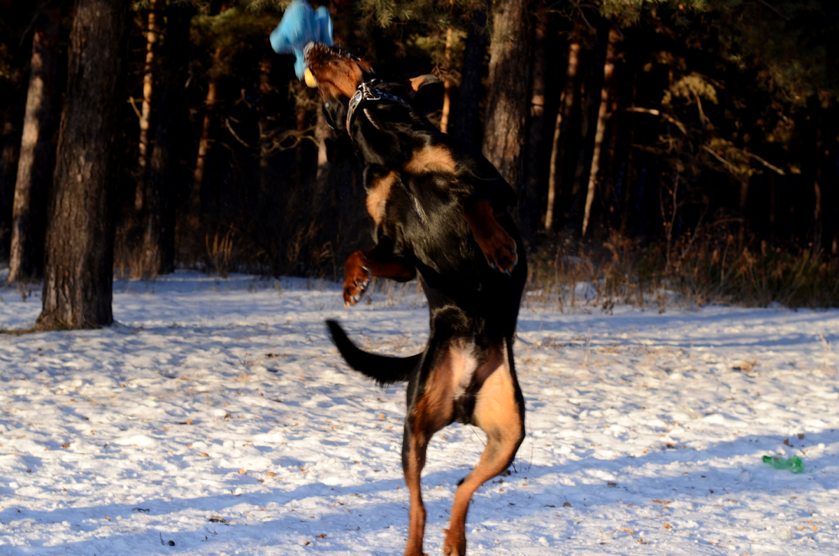 Адольф активно играет и бесится, поэтому ему не холодно