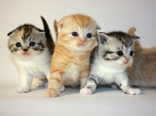 Ваша кошечка может жить в вашем доме, но она не так далека от своих предков, как собаки от волков. Таким образом, у нее есть ряд конкретных потребностей, которые могут усложнить или вызвать стресс у людей, живущих с домом.