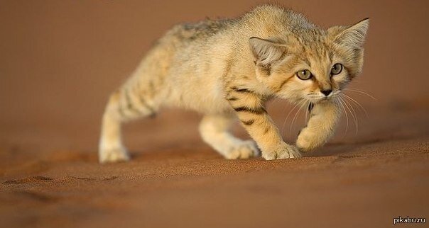 Мир помешан на котиках, даже у пустыни есть свои котики...
