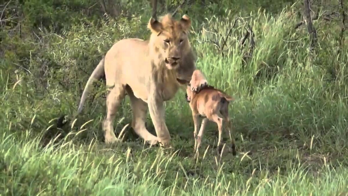 Источник: youtube.com