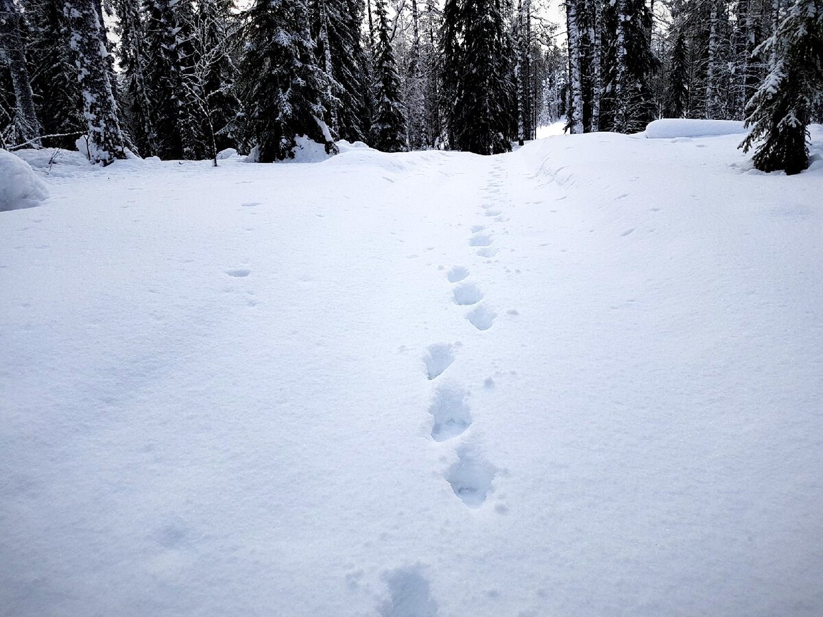 Дети играющие в снежки. Зимние развлечения для детей. Следы человека на снегу. На свежем снегу не было. Зимние развлечения для детей.
