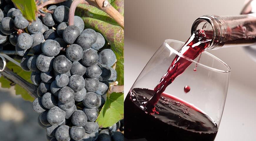 Купить виноградное вино. Сорт винограда Божоле. Божоле нуво сорт винограда. Мацерация вина.