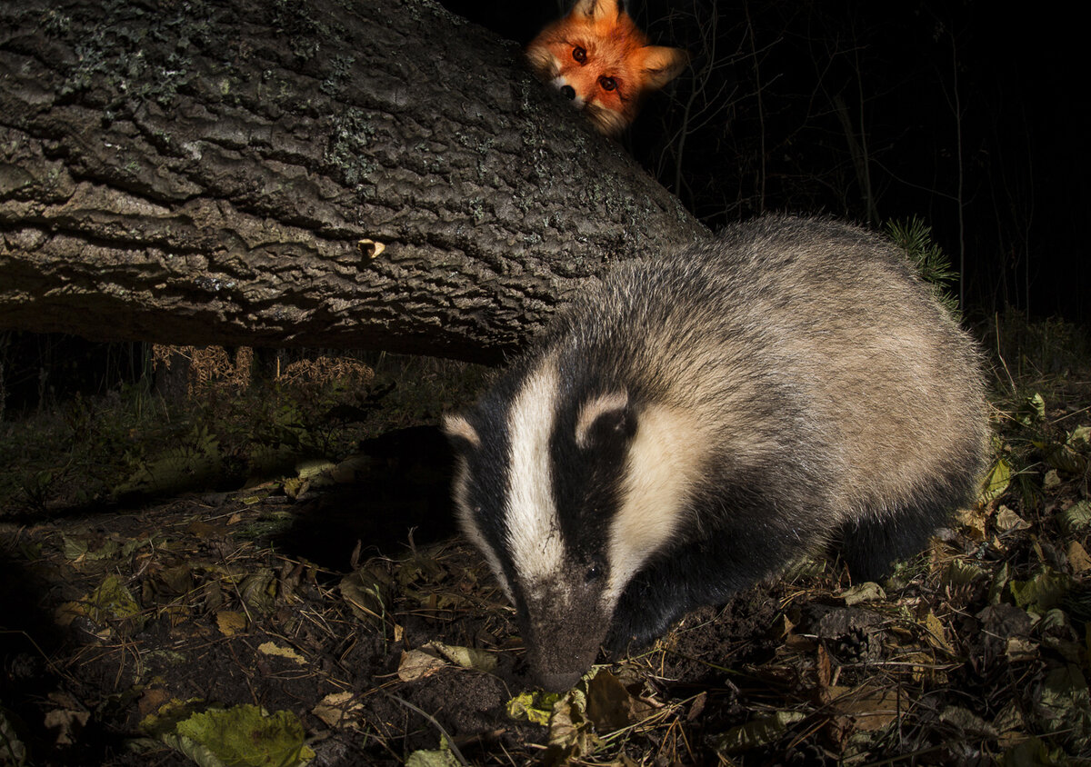 Коллаж пресс-службы РГО