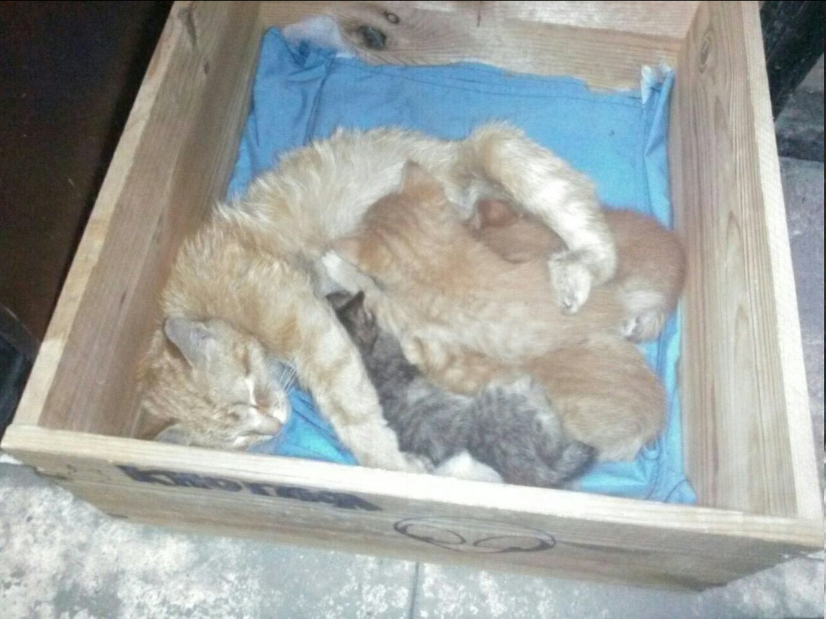 Зеки тоже люди. У нас тут кошка родила. Кормим ее и помогаем выходить котят.