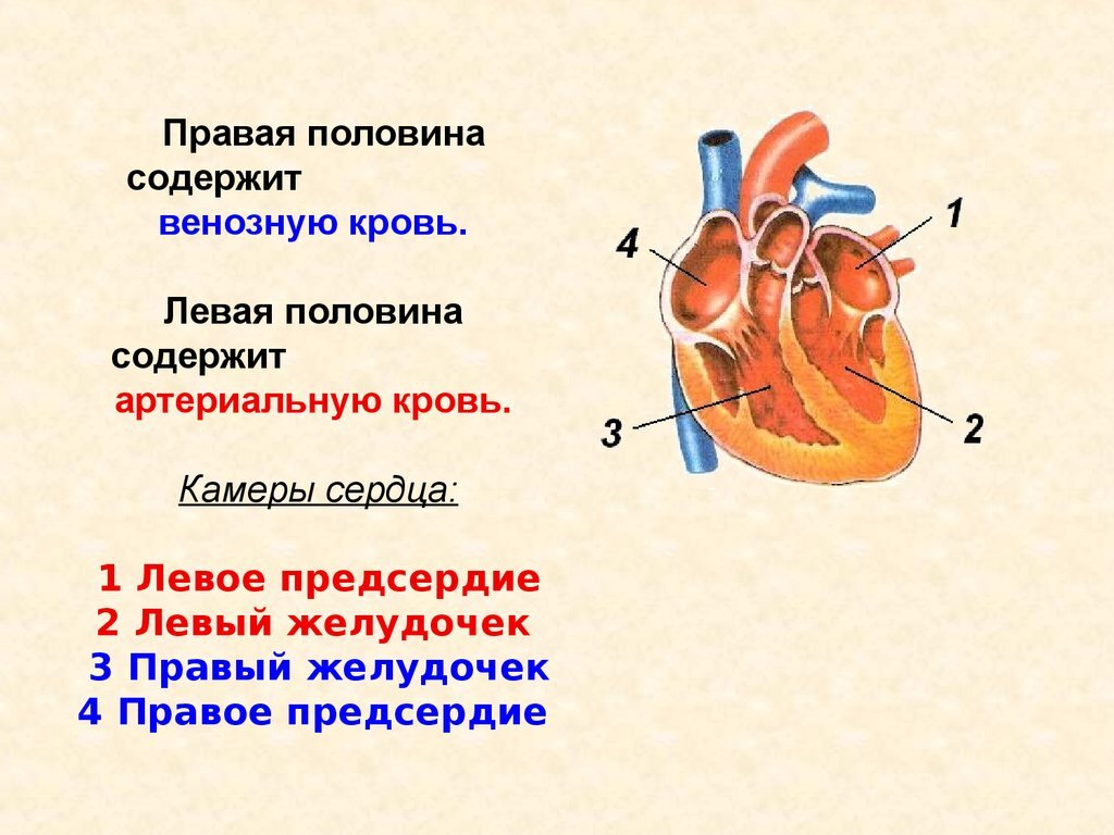 Какой цифрой на рисунке обозначено правое предсердие