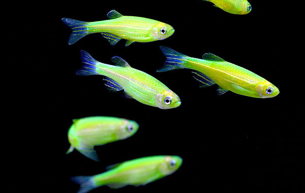 Источник фото: openexplorer.nationalgeographic.com