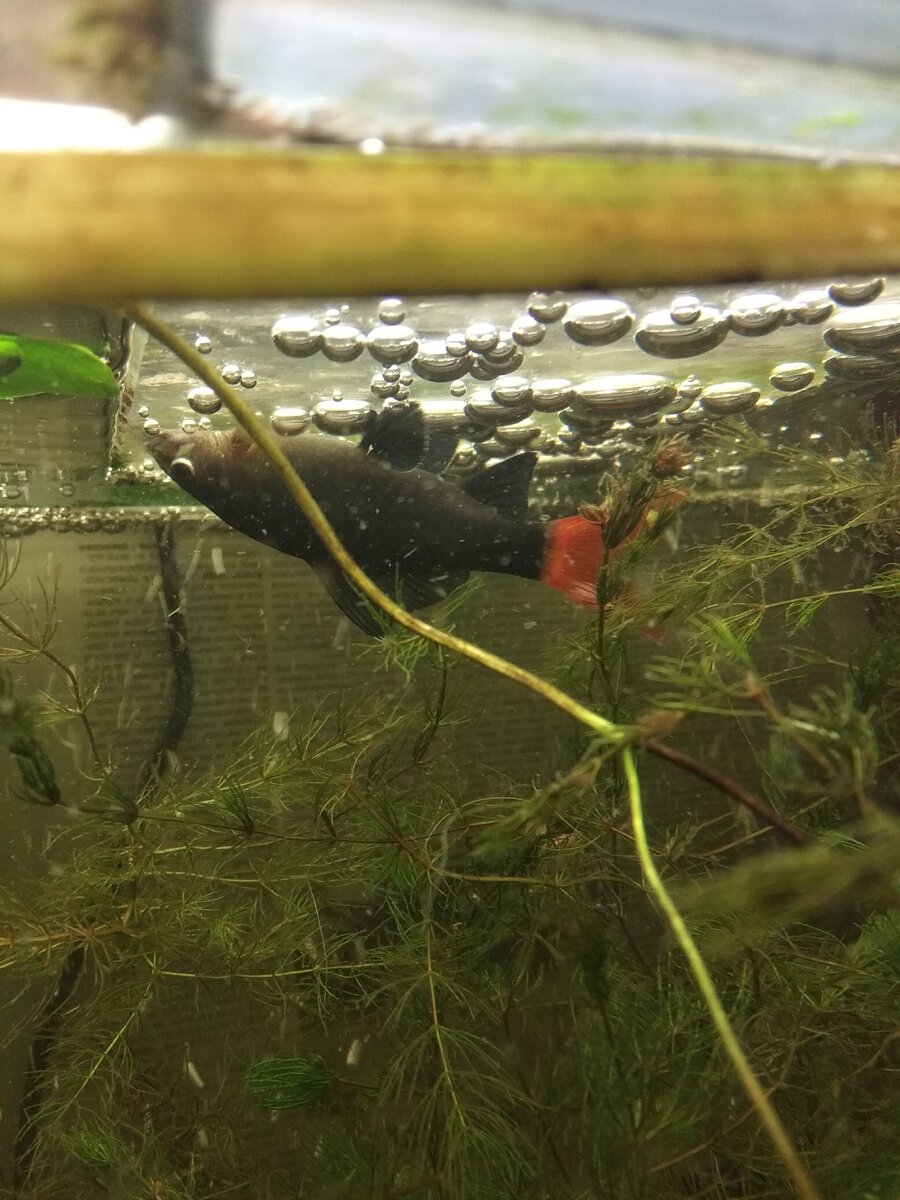 Лабео собирает водоросли с верхнего стекла аквариума