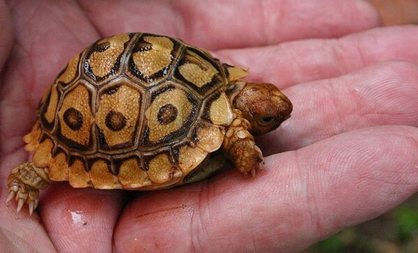 Змеиношейная черепаха Штейндахнера: особенности, образ жизни, содержание