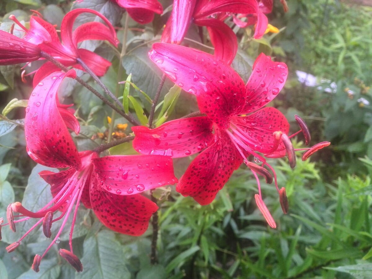 Прекрасное цветение лилий в саду.